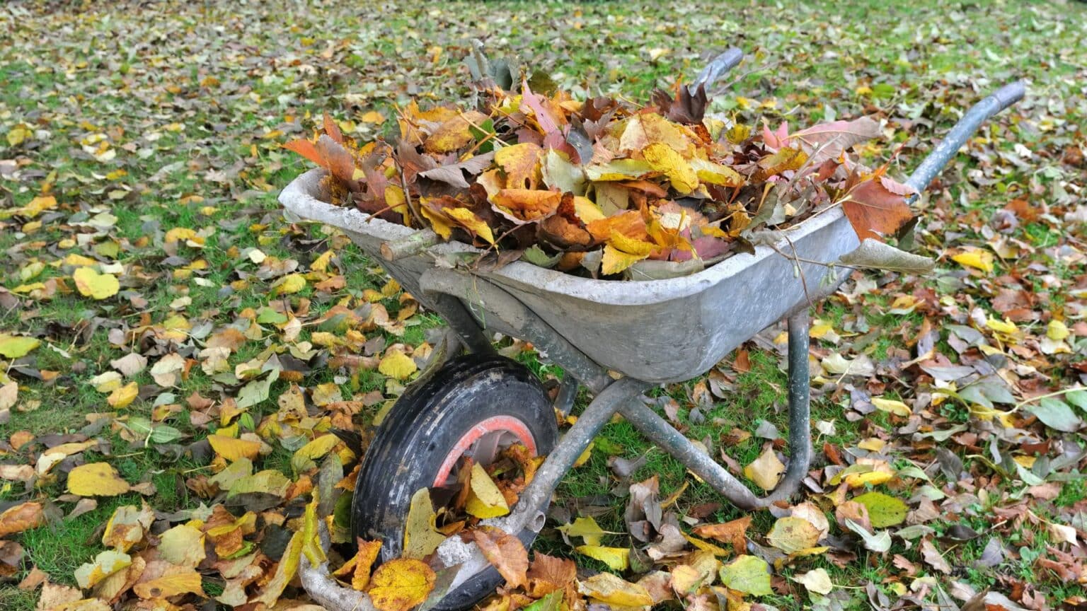 Faut Il Ramasser Les Feuilles Mortes Le Guide Ultime Pour L Entretien