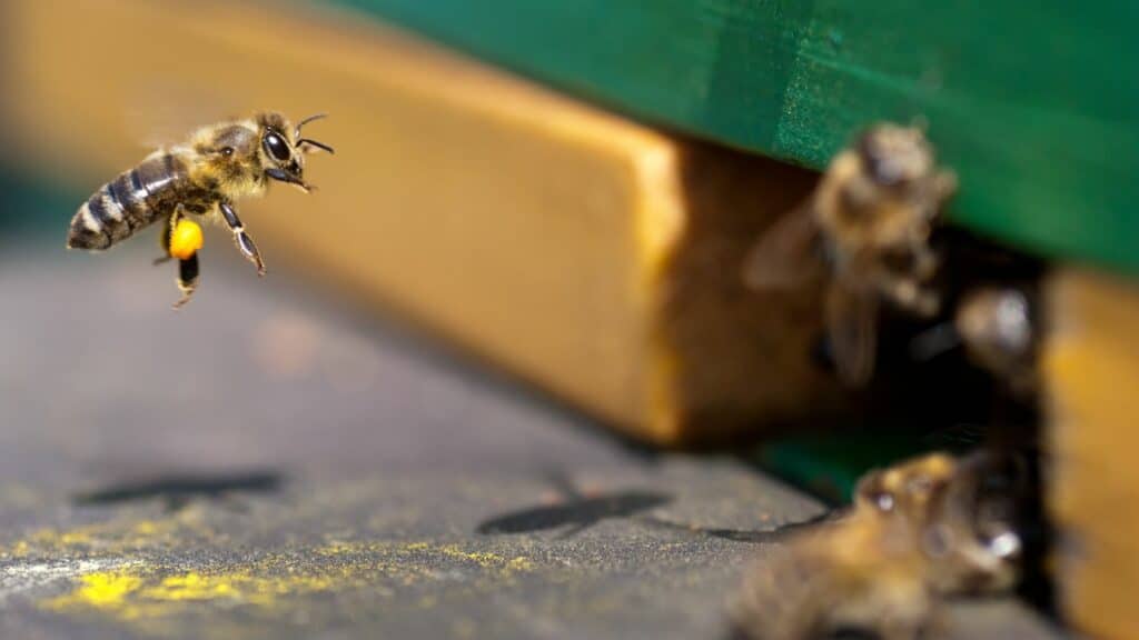 Installer Une Ruche Dans Son Jardin Un Geste Pour La Biodiversit Et