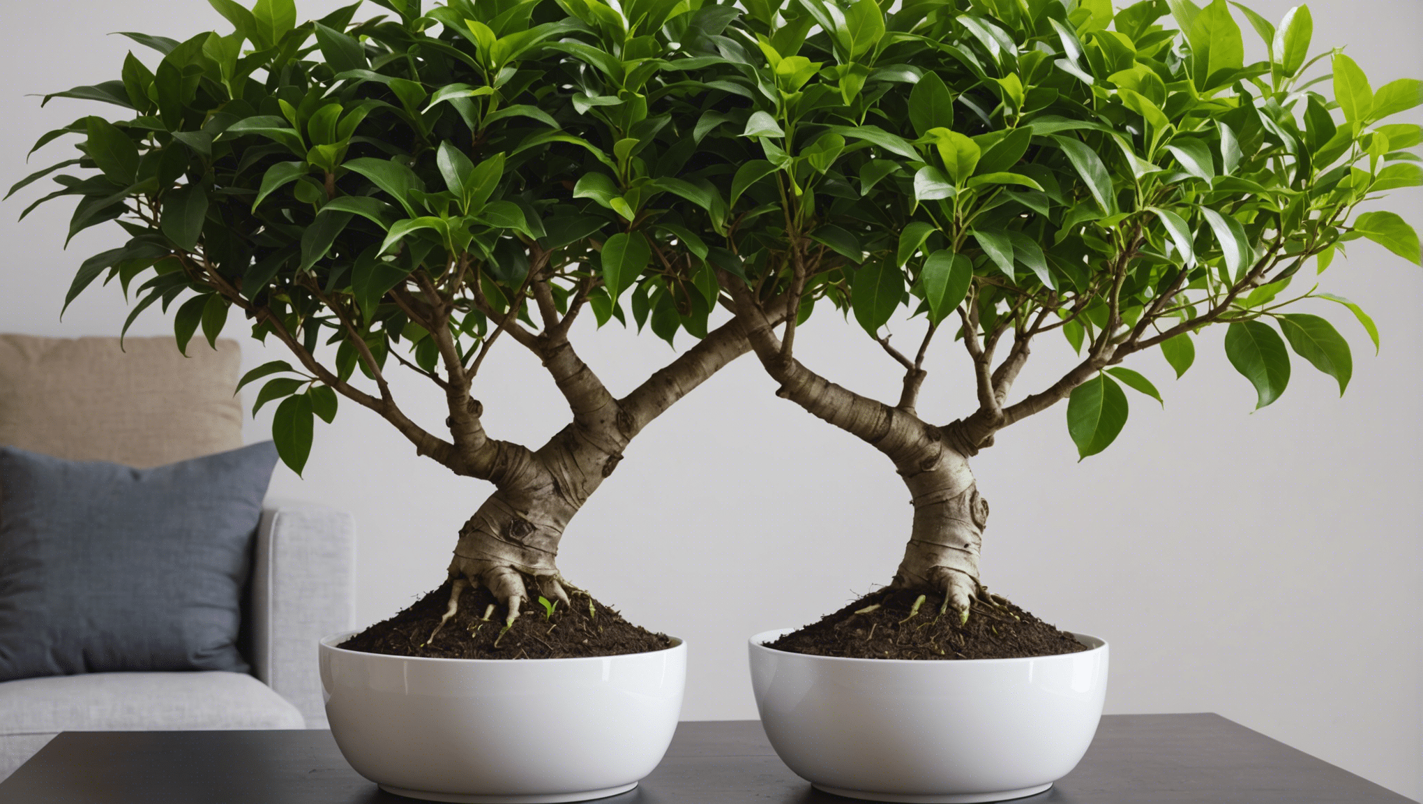 découvrez pourquoi le ficus est la plante d'intérieur parfaite et comment l'entretenir pour apporter une touche de nature à votre intérieur.